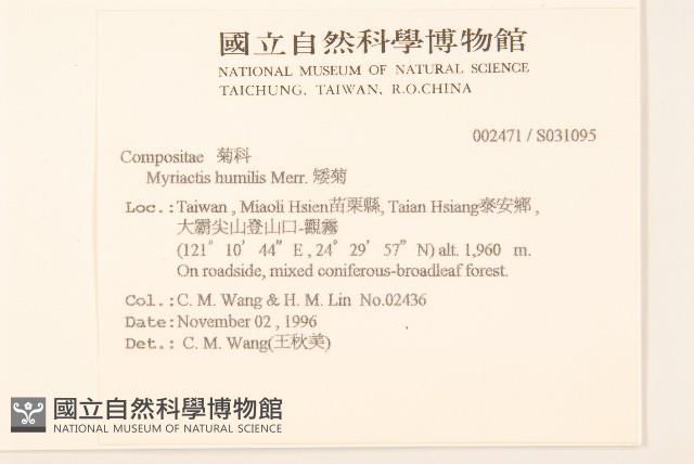 矮菊藏品圖，第2張