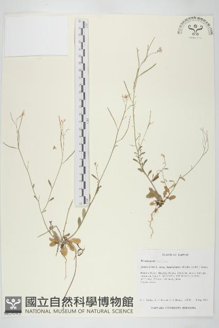 玉山筷子芥藏品圖，第1張