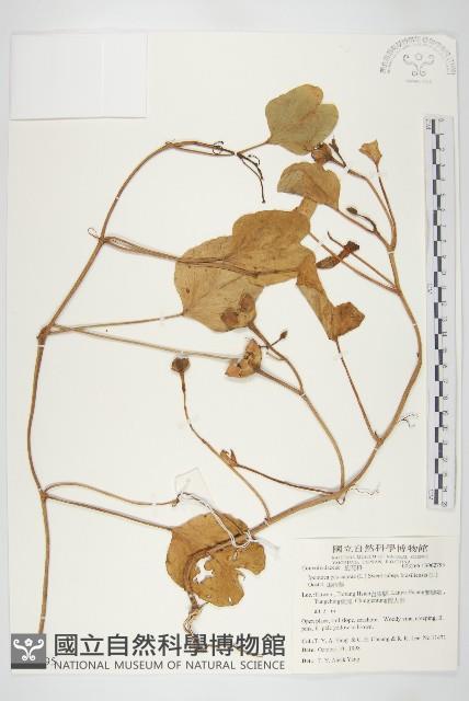 馬鞍藤藏品圖，第1張