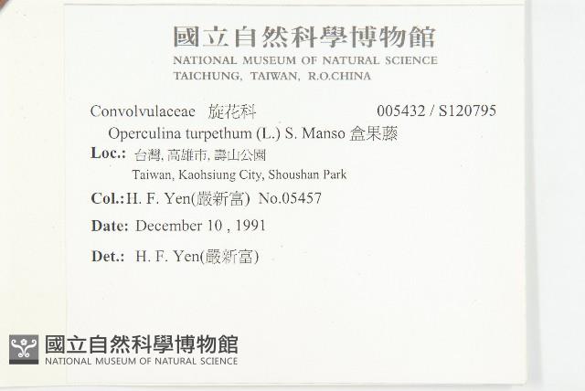 盒果藤藏品圖，第2張