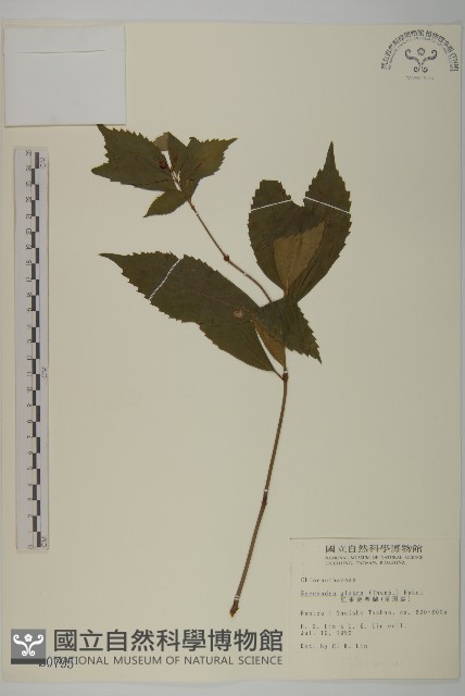 草珊瑚、紅果金粟蘭藏品圖，第1張
