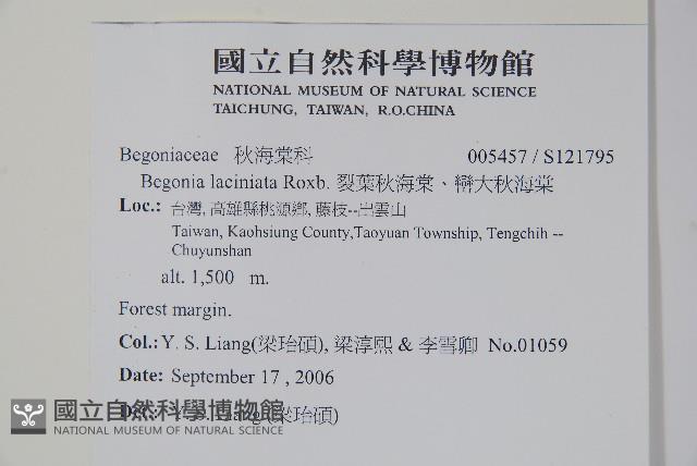 裂葉秋海棠、巒大秋海棠藏品圖，第2張