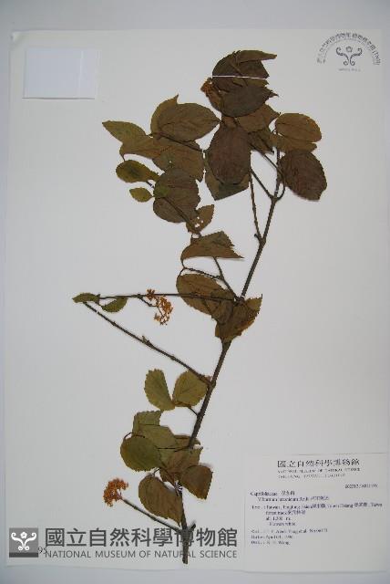 呂宋莢迷藏品圖，第1張