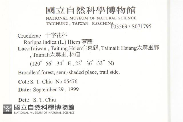 葶藶藏品圖，第2張