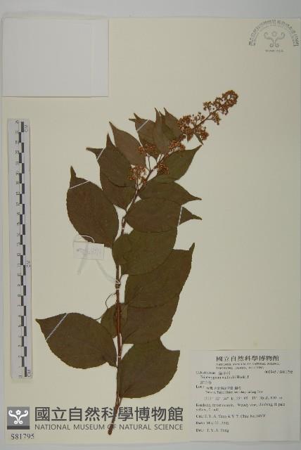 雷公藤藏品圖，第1張