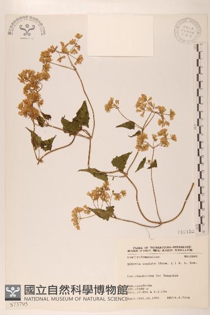 蔓澤蘭藏品圖，第1張