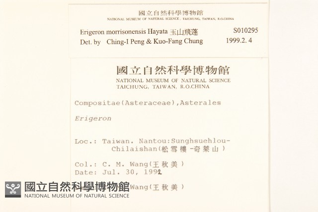 玉山飛蓬藏品圖，第2張