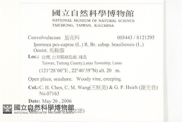 馬鞍藤藏品圖，第2張