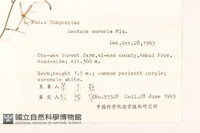 山萵苣藏品圖，第2張