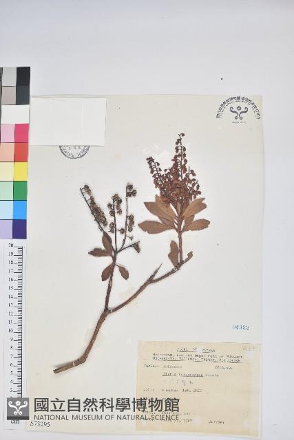 臺灣馬醉木藏品圖，第1張