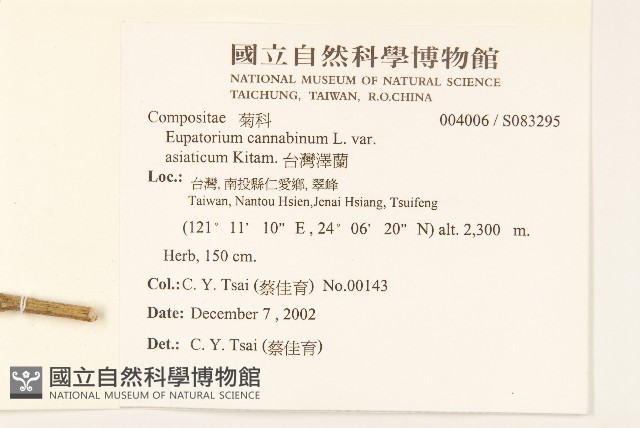 台灣澤蘭藏品圖，第2張