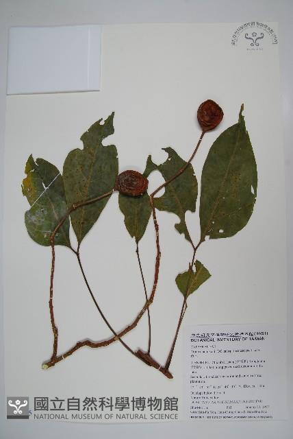 魚木藏品圖，第1張