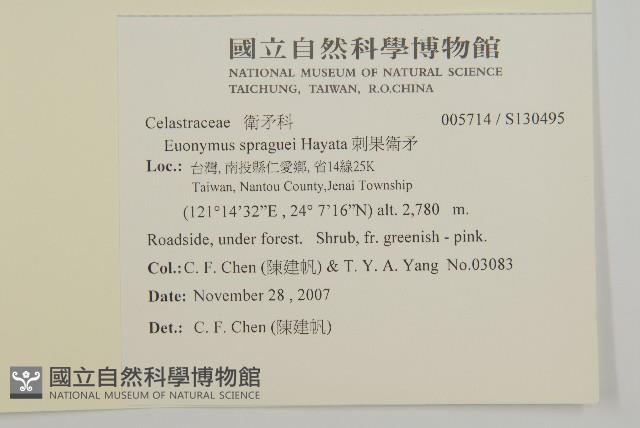 刺果衛矛藏品圖，第2張