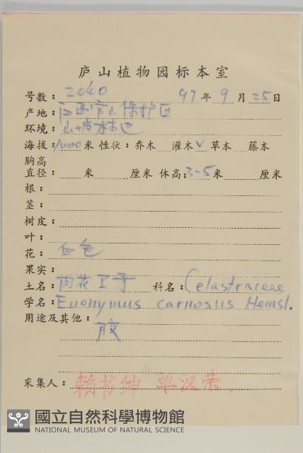 厚葉衛矛, 源一木藏品圖，第2張