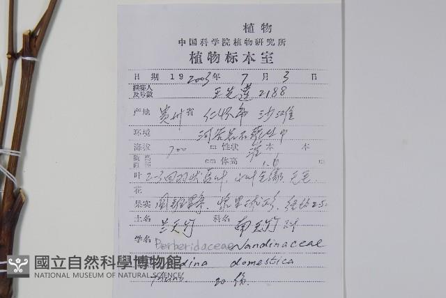 南天竹、天竹、蘭天竹藏品圖，第2張