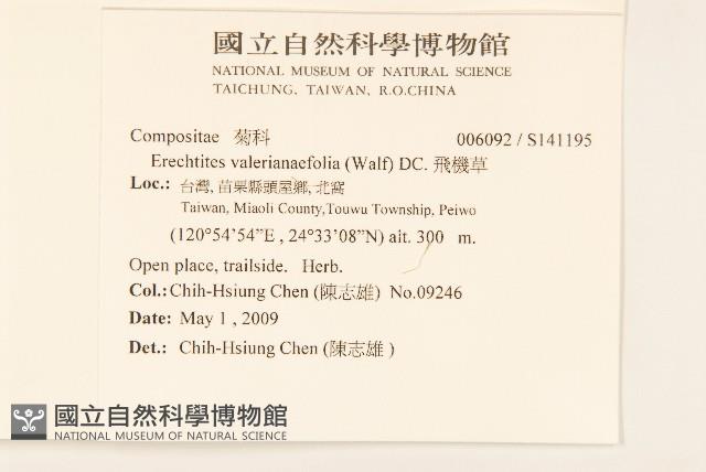 飛機草藏品圖，第2張