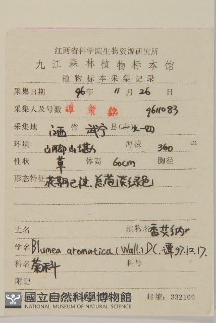 薄葉艾納香藏品圖，第2張