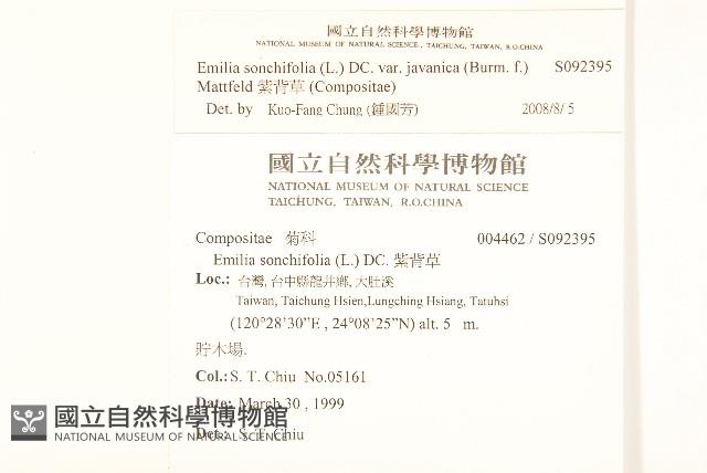 紫背草藏品圖，第2張