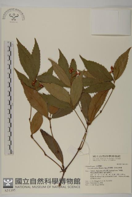 草珊瑚、紅果金粟蘭藏品圖，第1張