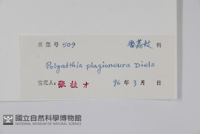 斜脈暗羅藏品圖，第2張