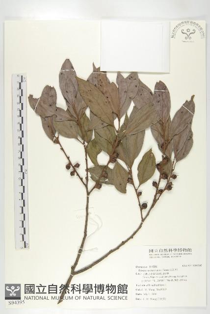 山紅柿藏品圖，第1張
