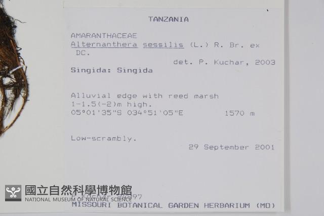 蓮子草藏品圖，第2張