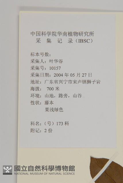 滇邊南蛇藤藏品圖，第2張