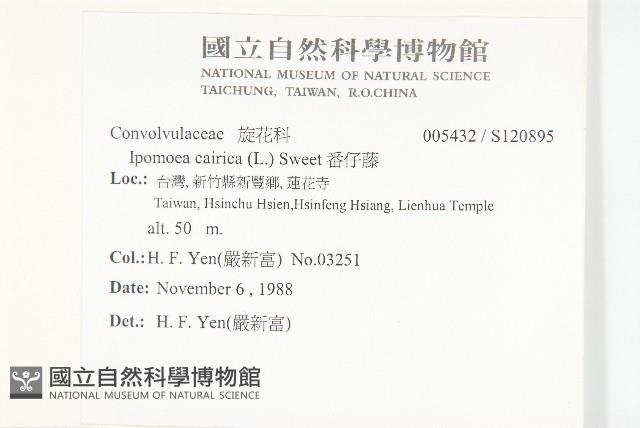 番仔藤藏品圖，第2張