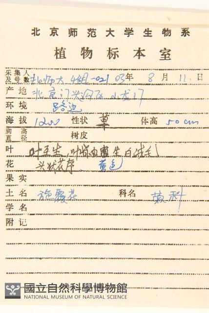 旋覆花藏品圖，第2張