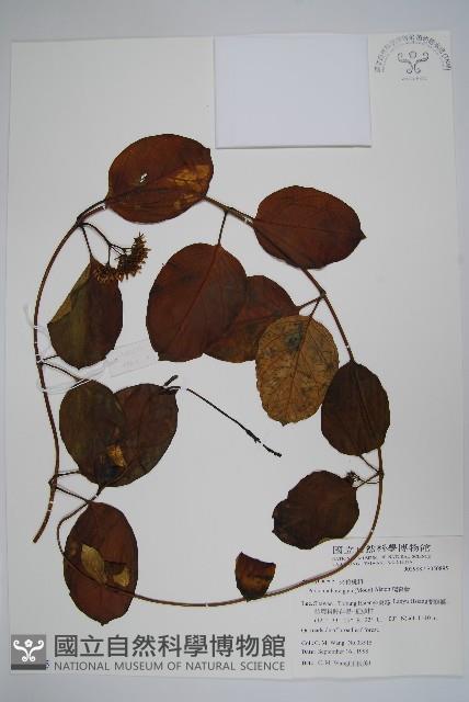 爬森藤藏品圖，第1張