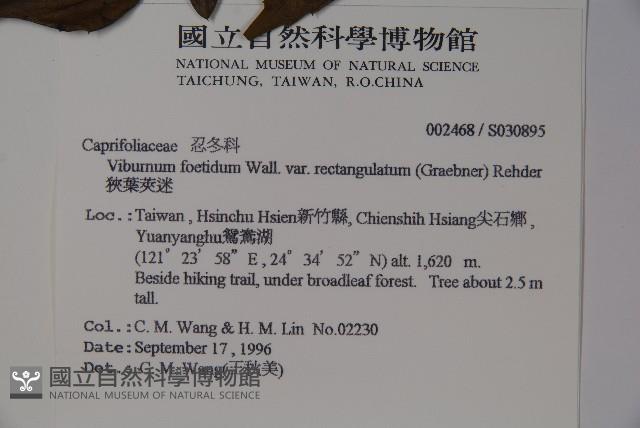 狹葉莢迷藏品圖，第2張