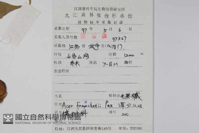 毛果槭藏品圖，第2張