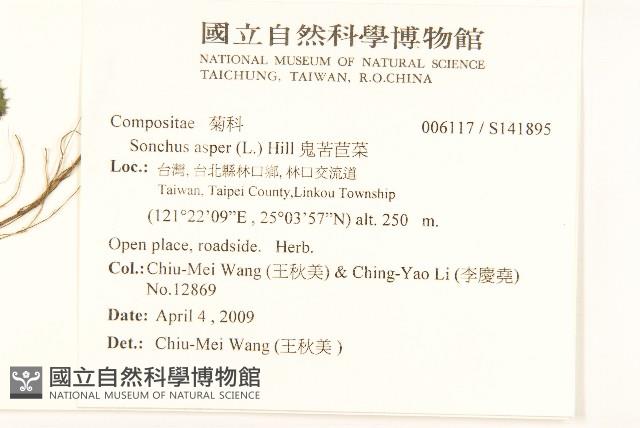 鬼苦苣菜藏品圖，第2張