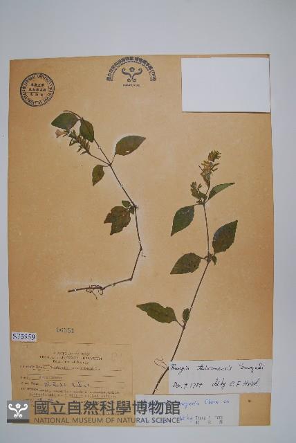 玉山石竹藏品圖，第1張