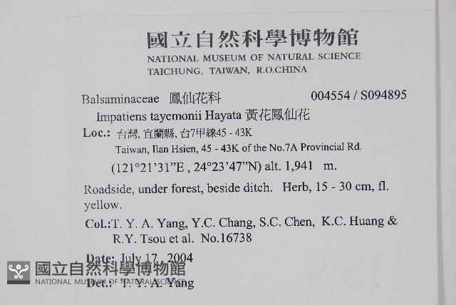黃花鳳仙花藏品圖，第2張