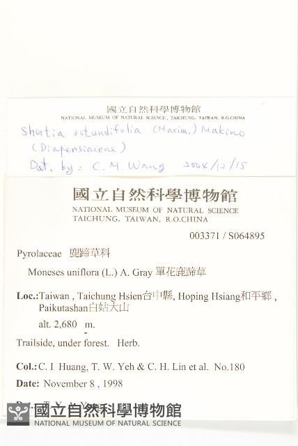 倒卵葉裂緣花藏品圖，第2張