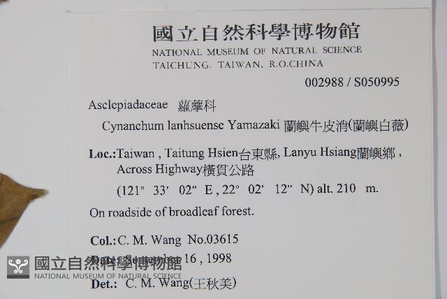 蘭嶼牛皮消、蘭嶼白薇藏品圖，第2張