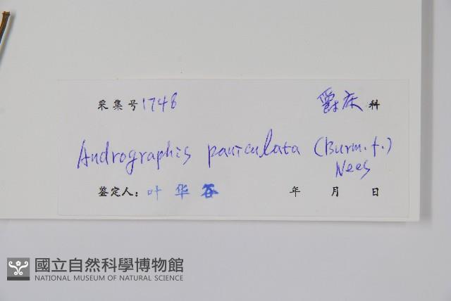 穿心蓮藏品圖，第2張