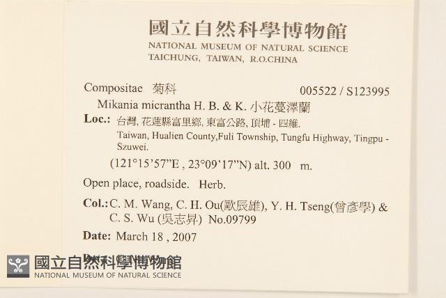 小花蔓澤蘭藏品圖，第2張