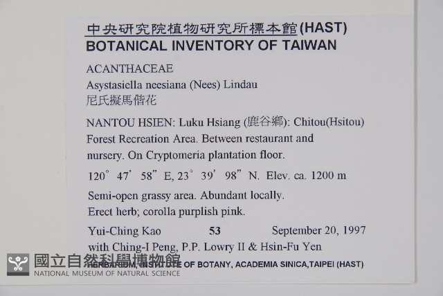 尼氏擬馬偕花藏品圖，第2張
