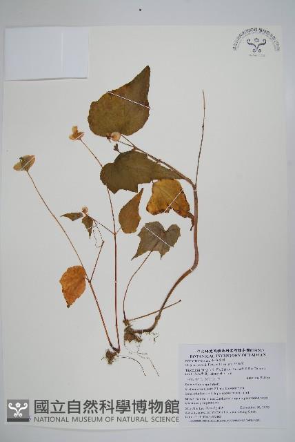 岩生秋海棠藏品圖，第1張