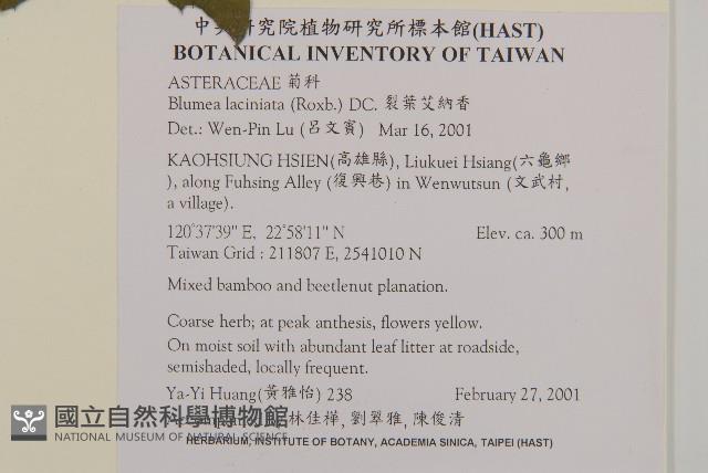 裂葉艾納香藏品圖，第2張