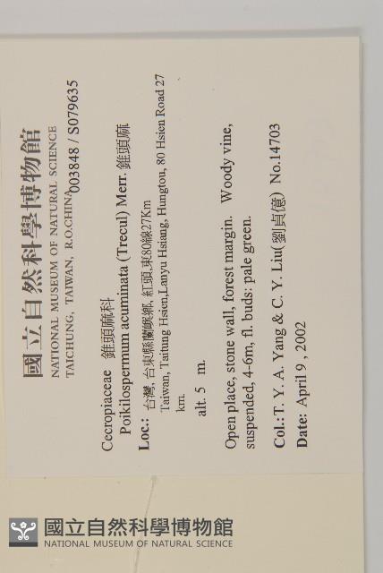 錐頭麻藏品圖，第2張