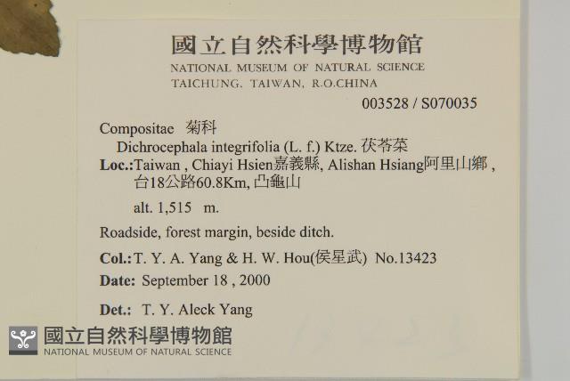 茯苓菜藏品圖，第2張