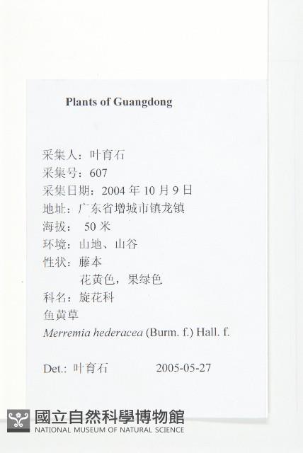 卵葉菜欒藤藏品圖，第2張