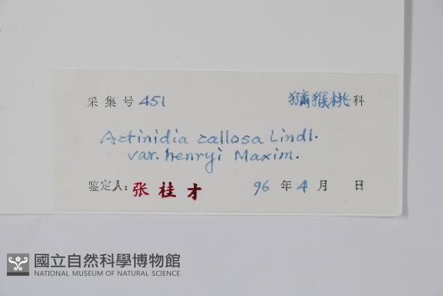 京梨獼猴桃藏品圖，第2張