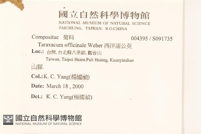 西洋蒲公英藏品圖，第2張