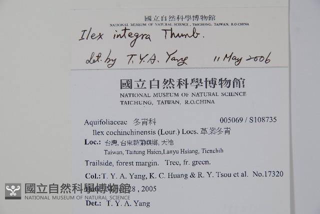 全緣葉冬青藏品圖，第2張