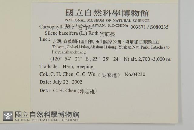 狗筋蔓藏品圖，第2張