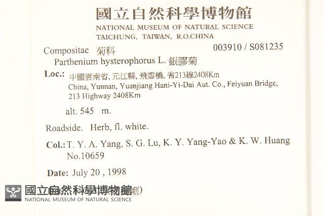 銀膠菊藏品圖，第2張